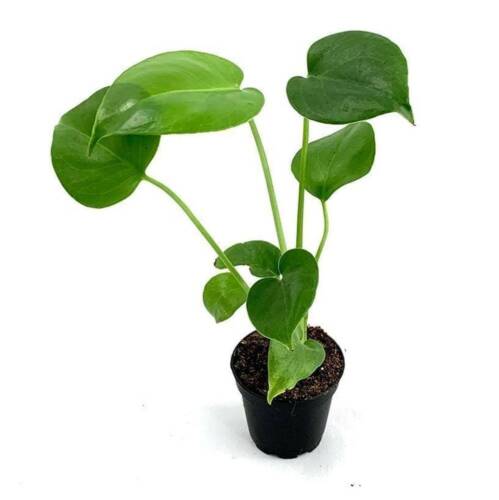 Monstera Deliciosa (Starter)