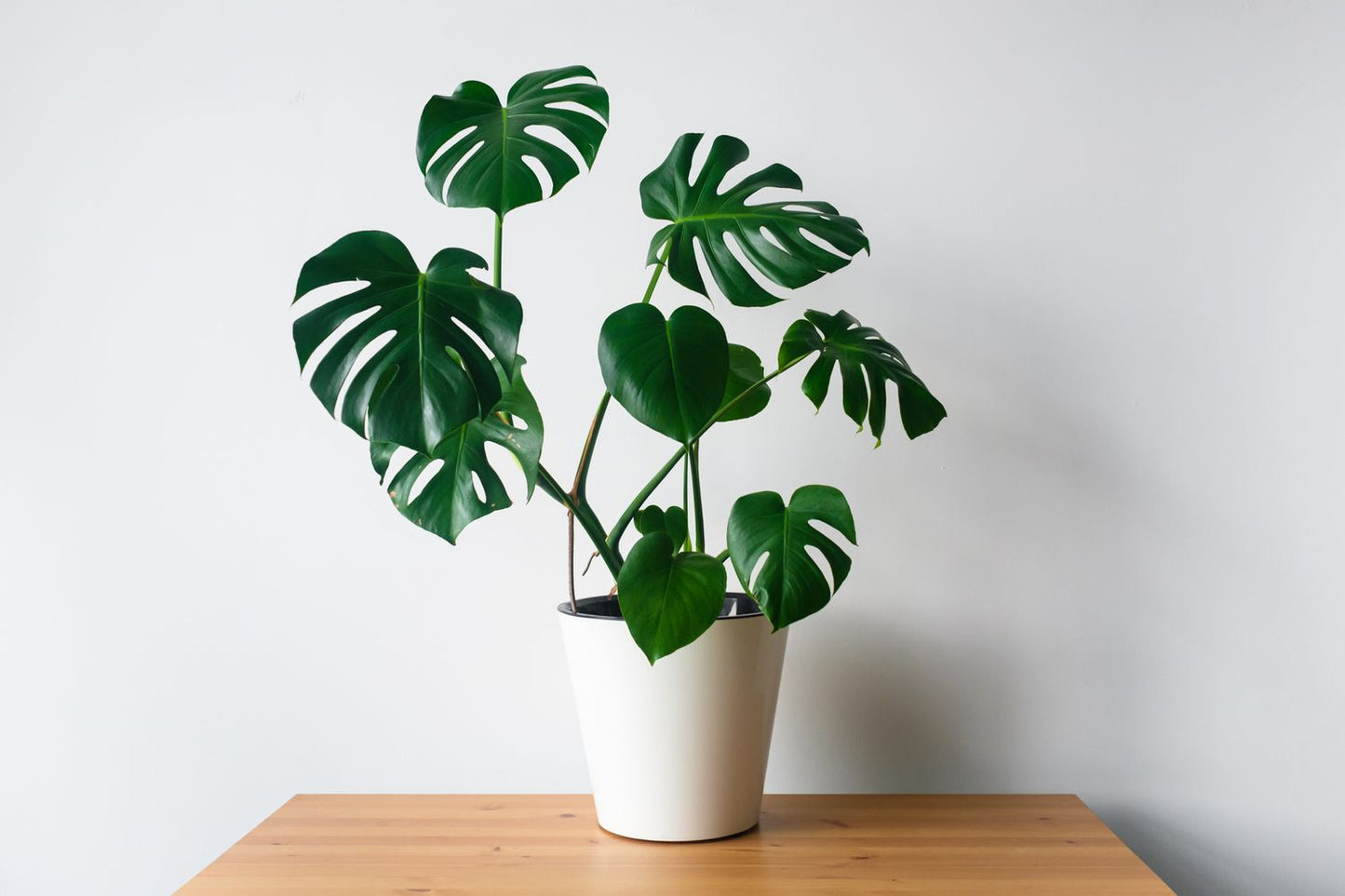 Monstera Deliciosa (Starter)